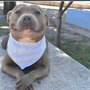 Meet your Posher, Young